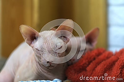 Funny Sphynx hairless cats cuddle up together napping Stock Photo