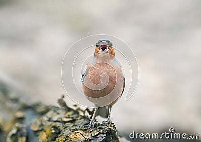 Funny spring bird Chaffinch in the Park on a tree and sings Stock Photo