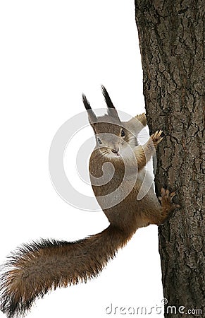 Funny squirrel on the tree trunk on white isolated background Stock Photo