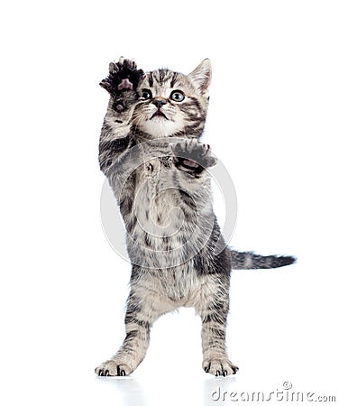 Funny standing playful kitten on white Stock Photo