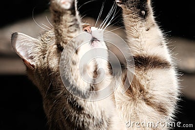 Funny stray cat loudly begs for food. Portrait of beautiful street cat pet. The cat stands on its hind legs and Stock Photo