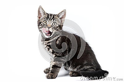 Funny striped kitten licked Stock Photo