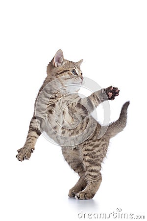 Funny striped kitten playing and jumping on white Stock Photo