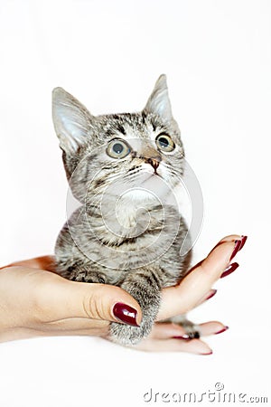 Striped kitten sits on a palm woman Stock Photo