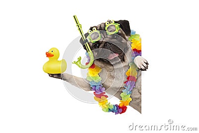 Funny summer pug dog with hawaiian flower garland, snorkel and goggles, holding up yellow ducky Stock Photo