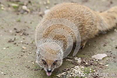 Funny suricata Stock Photo