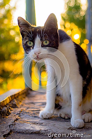 Funny surprised cat closeup portrait. Maneki Neko kitty Stock Photo