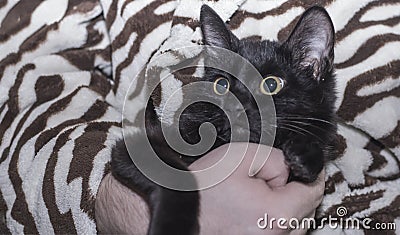 Funny surprised and curious black cat in human hands Stock Photo