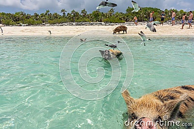 Funny swimming pigs in the sea, Exuma, Bahamas Stock Photo