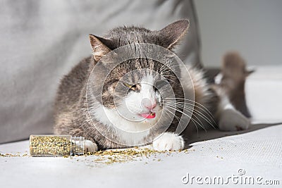 Funny tabby cat licking dried catnip, catwort or catmint Stock Photo