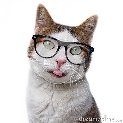 Funny tabby cat in nerd glasses put out his tongue. Is Stock Photo