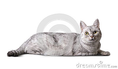 Funny tabby domestic cat on white background Stock Photo