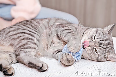 funny tabby grey cat playing with ball of yarn and licking its face. playful cat indoors. animal friends. Stock Photo