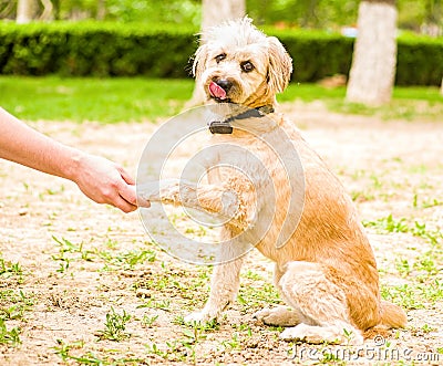 Funny playful terrier dog with a tongue out gives a paw to the owner. dog playing outside Stock Photo