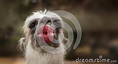 Funny thank you kiss card with a lama Stock Photo