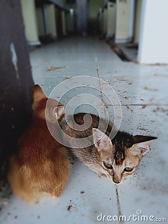 The funny thing is that the cat makes you excited,cute cat Stock Photo