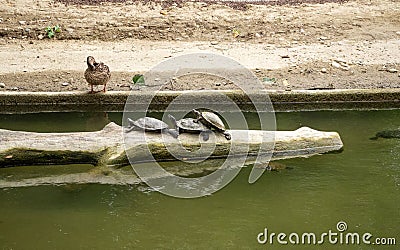 Three turtles have a threesome watched by a duck Stock Photo