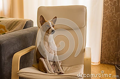 Basenji dog sitting in a chair after hard home day being alone and waiting for the master Stock Photo