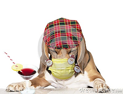 Funny tired dog in a mask with Santa Claus fell asleep Stock Photo