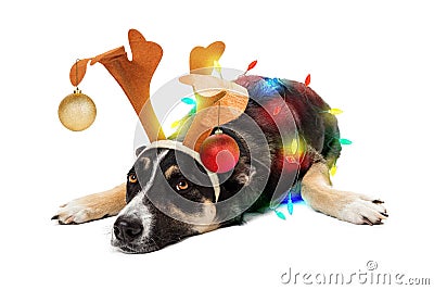 Funny Tired Dog Wrapped in Christmas Lights Stock Photo