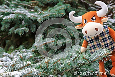 A funny toy orange Bull looks out against the background of a snow covered Christmas tree in the park. The symbol of the new year Stock Photo