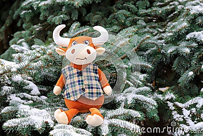 A funny toy orange Bull sits on a snow covered Christmas tree. Symbol of new year 2021, beautiful bull in winter Stock Photo