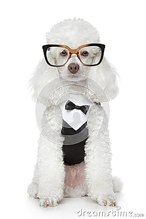 Funny Toy Poodle in a tuxedo and glasses Stock Photo