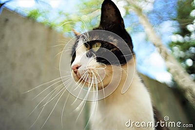 Funny tricolor cat face, blue sky and tree background, bottom view Stock Photo