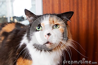 Funny tricolor cat at home, closeup portrait Stock Photo