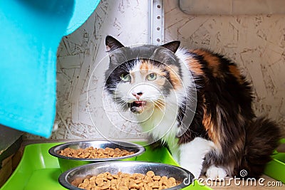 Funny tricolor cat at home, closeup portrait Stock Photo