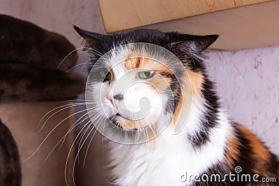 Funny tricolor cat at home, closeup portrait Stock Photo