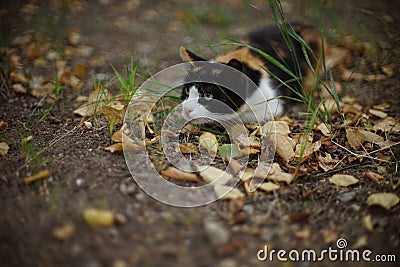 Funny tricolor cat hunts in summer garden Stock Photo