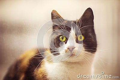 Funny tricolor cat looking wide eyes into the window from the street Stock Photo