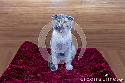 Funny tricolor cat scottish fold sits on the mat and shows tongue Stock Photo