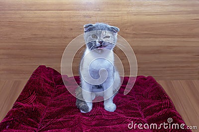 Funny tricolor cat scottish fold sits on the mat and winking Stock Photo