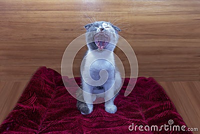 Funny tricolor cat scottish fold sits on the mat and yawns Stock Photo