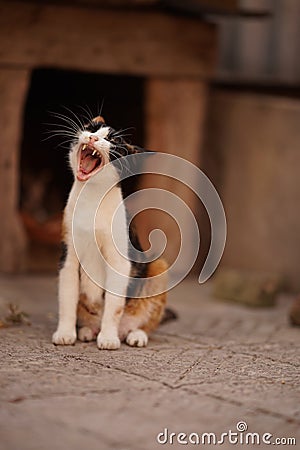 Funny tricolor cat widely yawns in the summer yard near doghouse Stock Photo