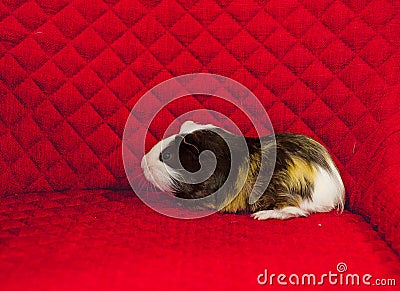 Funny tricolor guinea pig sitting on a red sofa. Cute pet Stock Photo