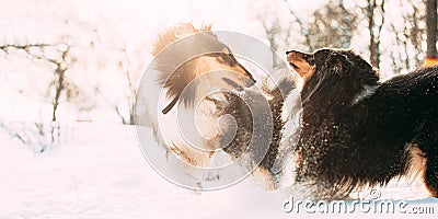 Funny Tricolor Rough Collie, Scottish Collie, English Collie, Lassie Dogs Running Together Outdoor In Snowy Park At Stock Photo
