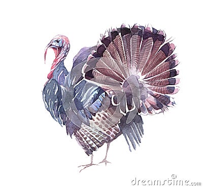 Funny turkey with an open tail. Cartoon Illustration