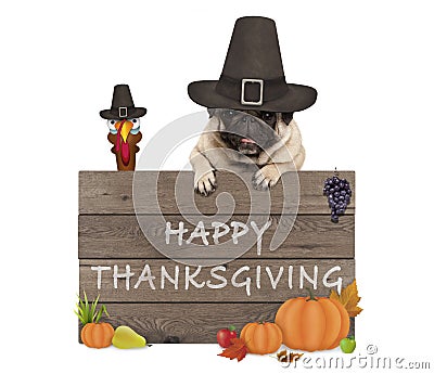 Funny turkey and pug dog wearing pilgrim hat for Thanksgiving day and wooden sign with text happy thanksgiving Stock Photo