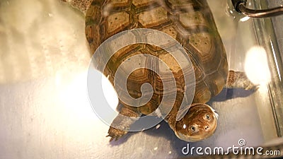 Funny Turtle Creeping on a Country Lane at a Lake at Sunset in Slow Motion Stock Footage - Video of national, race: 154358926 Funny Turtle Creeping on a Country Lane at a Lake at Sunset in Slow Motion Stock Footage - Video of national, race: 154358926