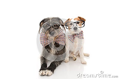 FUNNY TWO DOGS CELEBRATING A BIRTHDAY OR NEW YEAR WEARING VINTAGE BOWTIE AND BLACK GLASSES. ISOLATED ON WHITE BACKGROUND Stock Photo