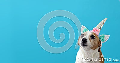 Funny unicorn little white dog on blue background Stock Photo