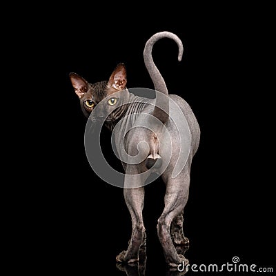 Funny Sphynx Cat on isolated black background Stock Photo