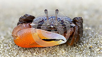 colorful violinist crab on the sand. a strong carapace and a giant orange claw as a weapon for defense Stock Photo