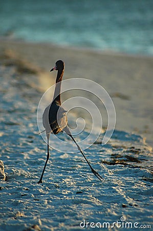 Funny Walk Stock Photo