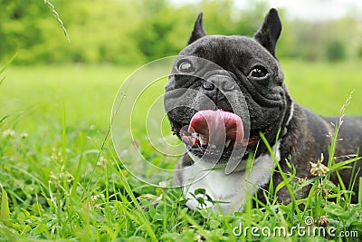 Funny walk. Cute French Bulldog lying on grass. Space for text Stock Photo