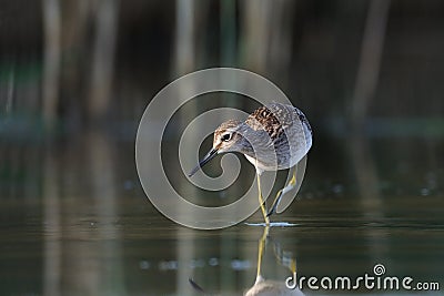 Funny walk of Wood Sandpiper at the lake shallow water Stock Photo