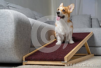 A funny welsh corgi pembroke dog, sits on a home ramp. Safe of back health in a small dog Stock Photo